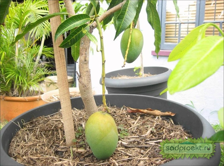 Выращивание манго в домашних условиях
