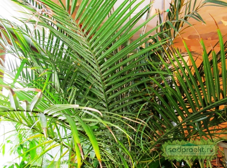 Финиковая пальма в домашних условиях