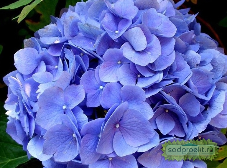 Комнатная гортензия – роскошный цветок для дома
