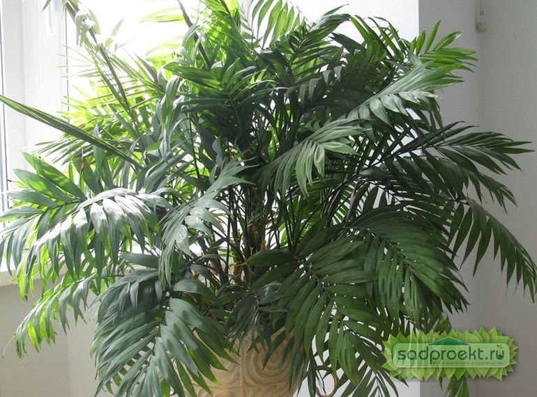 Комнатная пальма - правильные советы по уходу и выращиванию