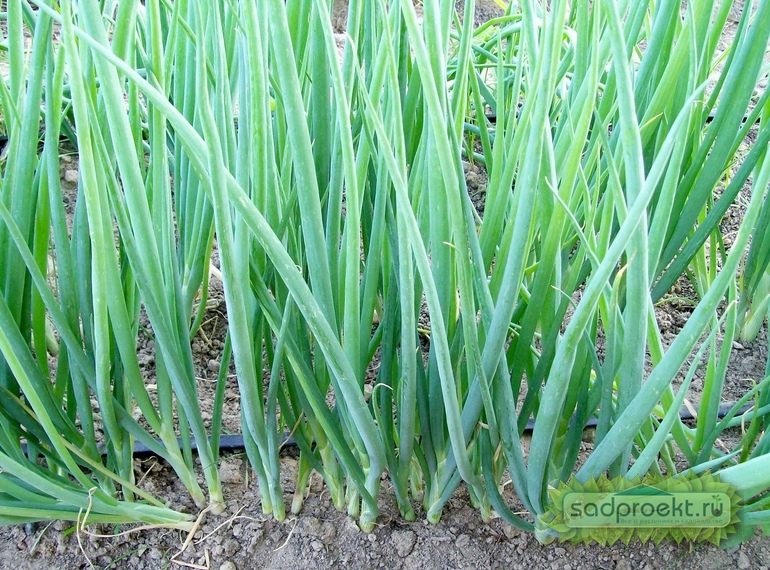 Как вырастить зеленый лук?