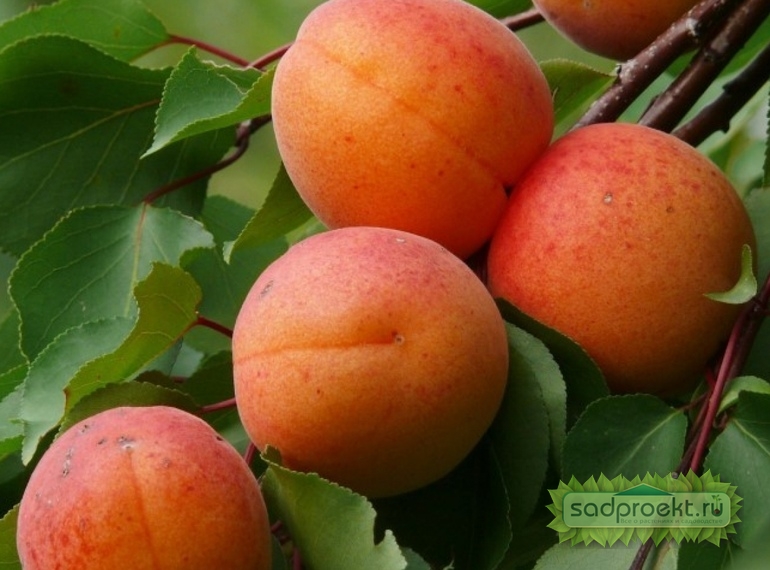 Выращивание абрикоса в средней полосе — советы от садоводов