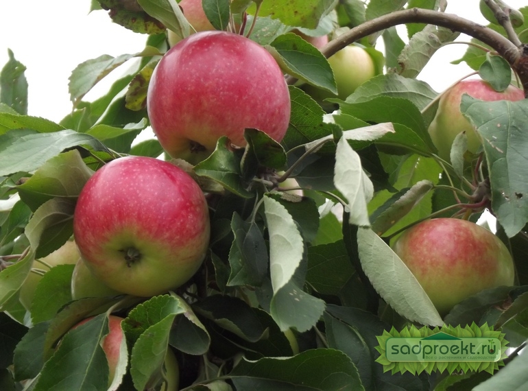 Мелба – один из лучших летних сортов яблок