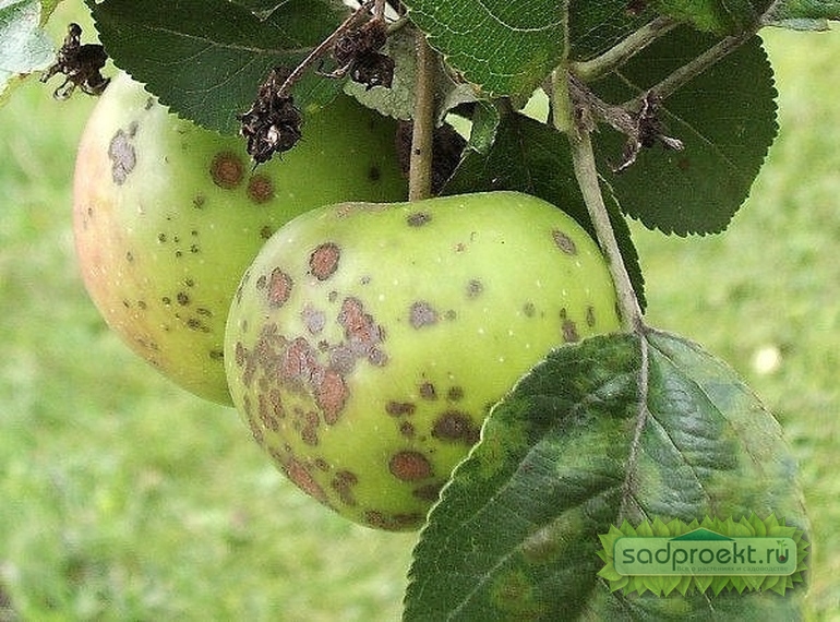 Парша яблони — лечение болезни